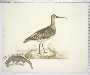 Whimbrel
